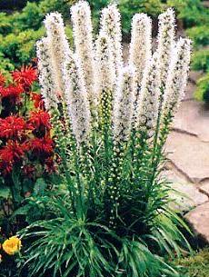 Лиатрис Spicata Alba